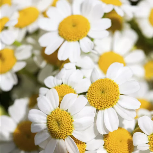 Tanacetum niveum 'Jackpot'