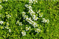 Thymus praecox 'Albiflorus'