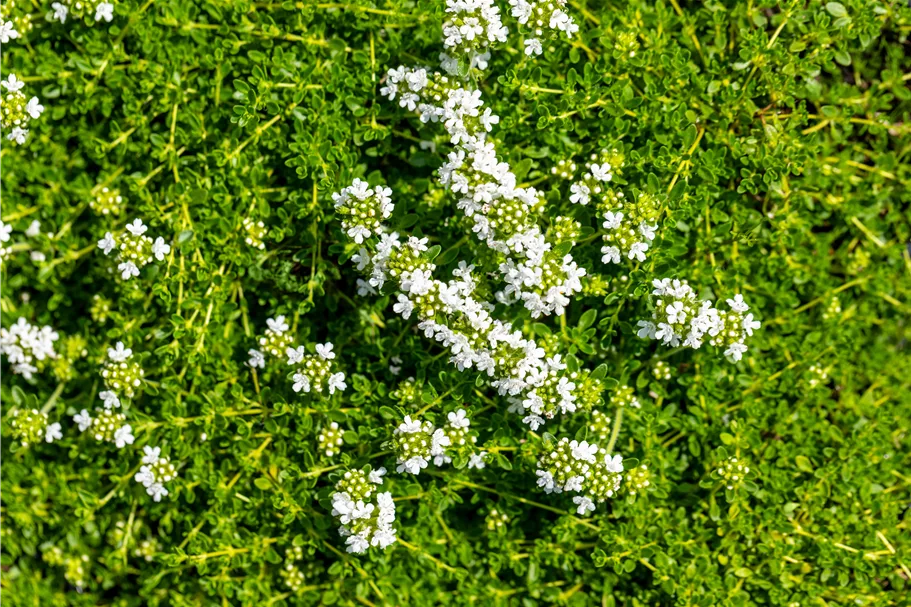 Thymus praecox 'Albiflorus'