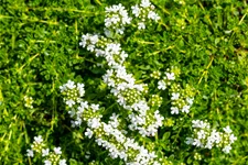 Thymus praecox 'Albiflorus'