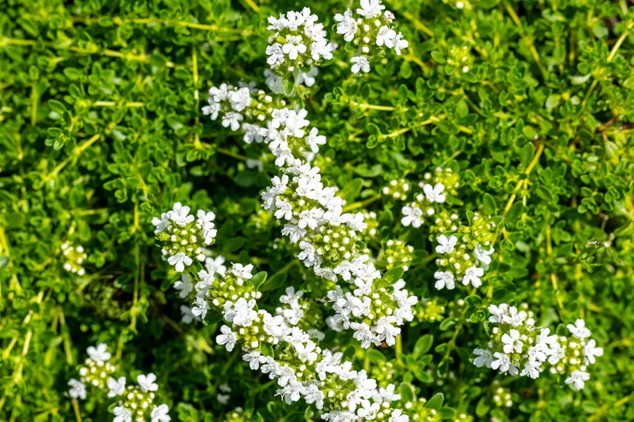 Thymus praecox 'Albiflorus'