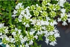 Thymus praecox 'Albiflorus'
