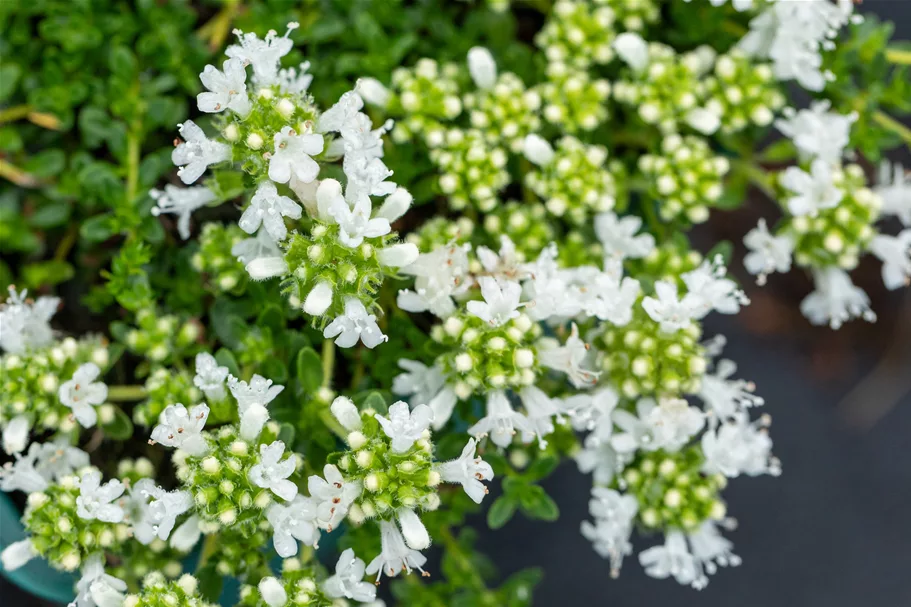 Thymus praecox 'Albiflorus'