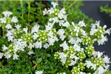 Thymus praecox 'Albiflorus'