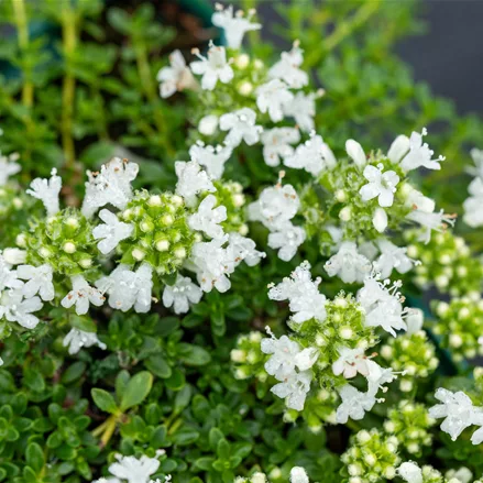 Thymus praecox 'Albiflorus'