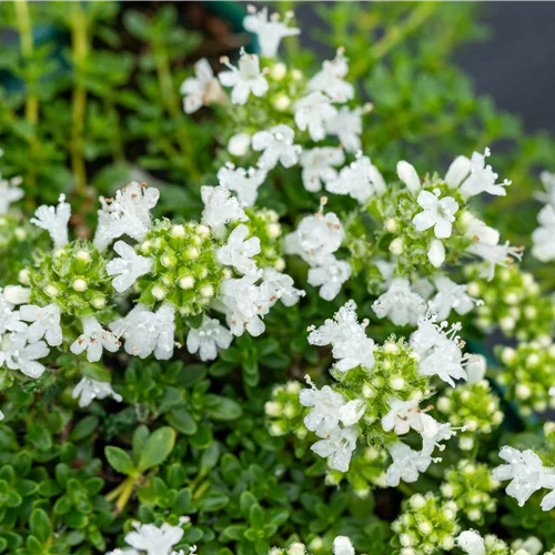 Thymus praecox 'Albiflorus'
