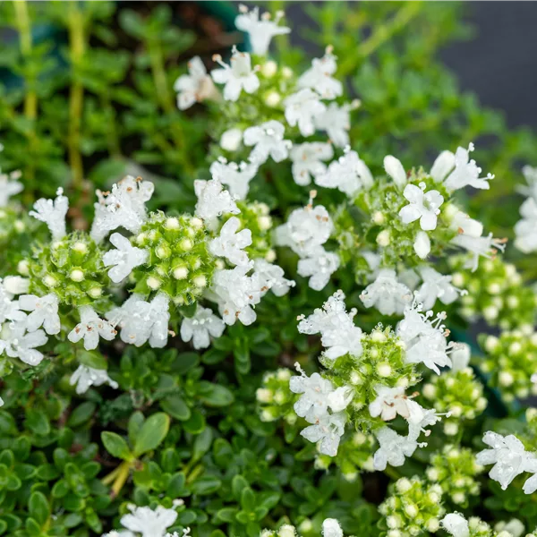Thymus praecox 'Albiflorus'