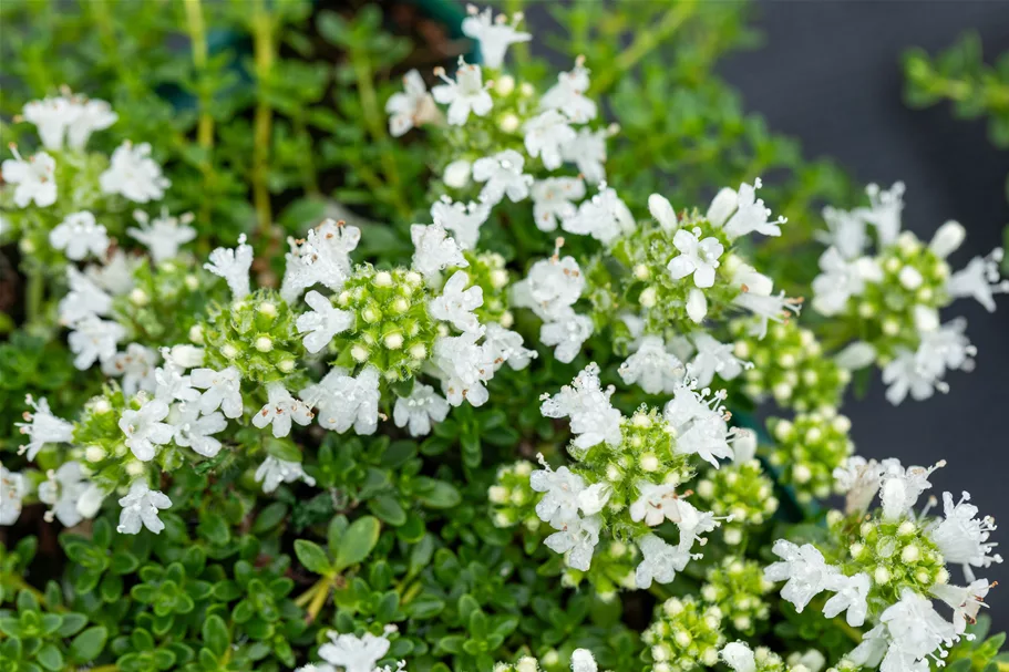 Thymus praecox 'Albiflorus'