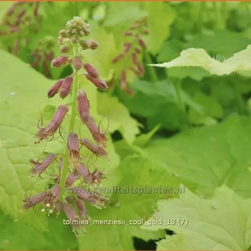 Tolmiea menziesii 'Cool Gold'