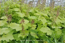 Tolmiea menziesii 'Cool Gold'