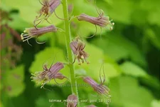 Tolmiea menziesii 'Cool Gold'