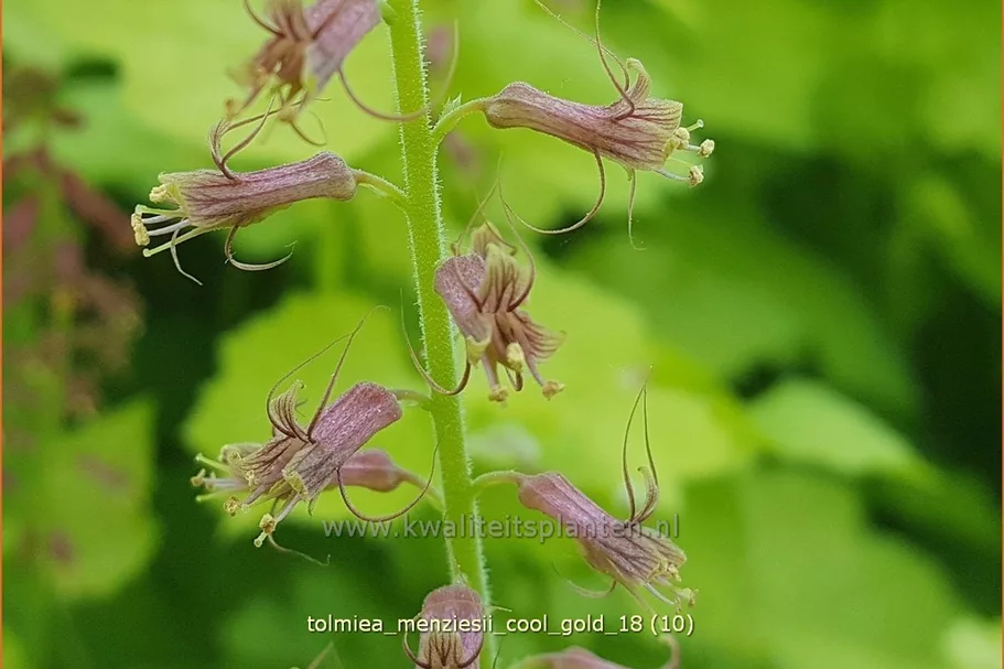 Tolmiea menziesii 'Cool Gold'