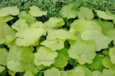 Tolmiea menziesii 'Cool Gold'