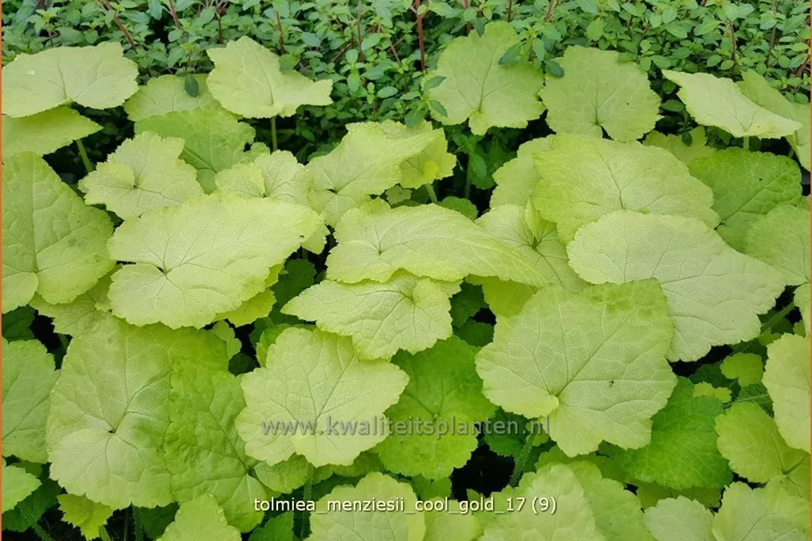 Tolmiea menziesii 'Cool Gold'