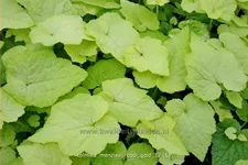 Tolmiea menziesii 'Cool Gold'