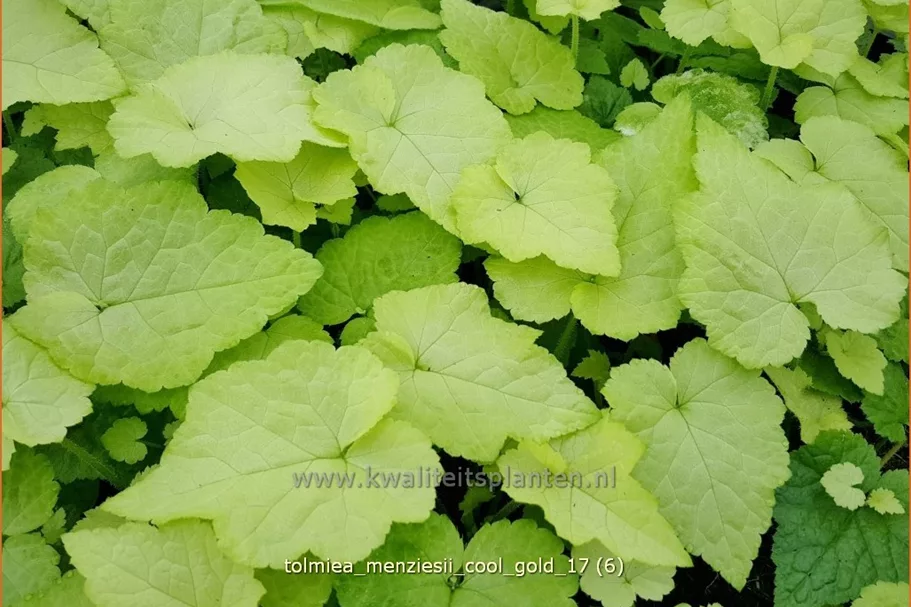Tolmiea menziesii 'Cool Gold'