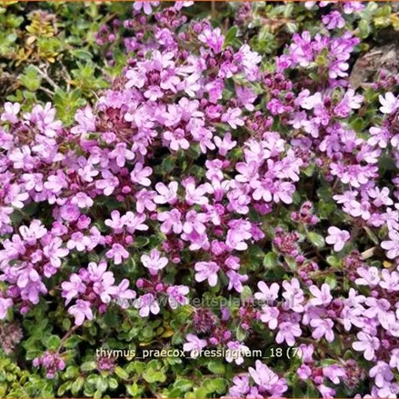 Thymus praecox 'Bressingham'