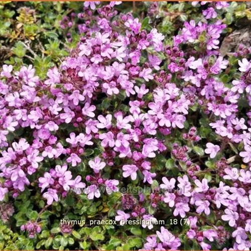 Thymus praecox 'Bressingham'