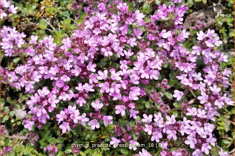 Thymus praecox 'Bressingham'