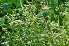 Tanacetum parthenium