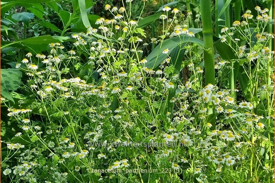 Tanacetum parthenium