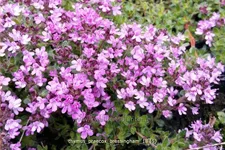 Thymus praecox 'Bressingham'
