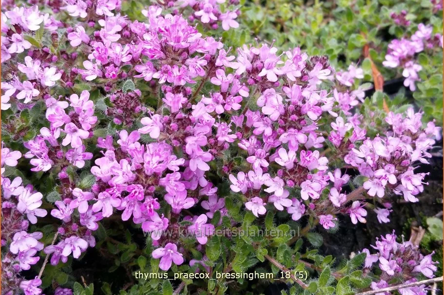 Thymus praecox 'Bressingham'