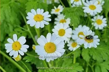 Tanacetum parthenium