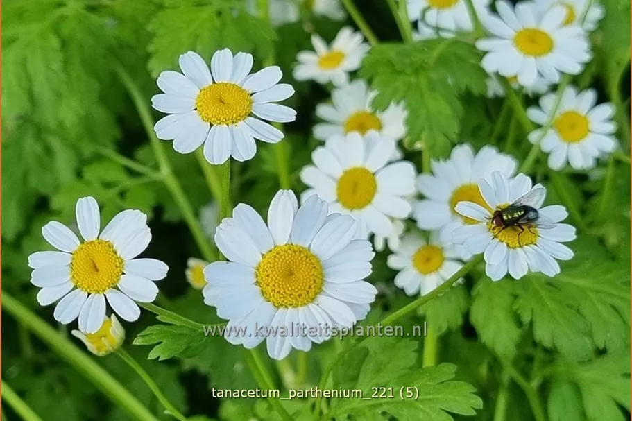 Tanacetum parthenium