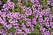 Thymus praecox 'Bressingham'
