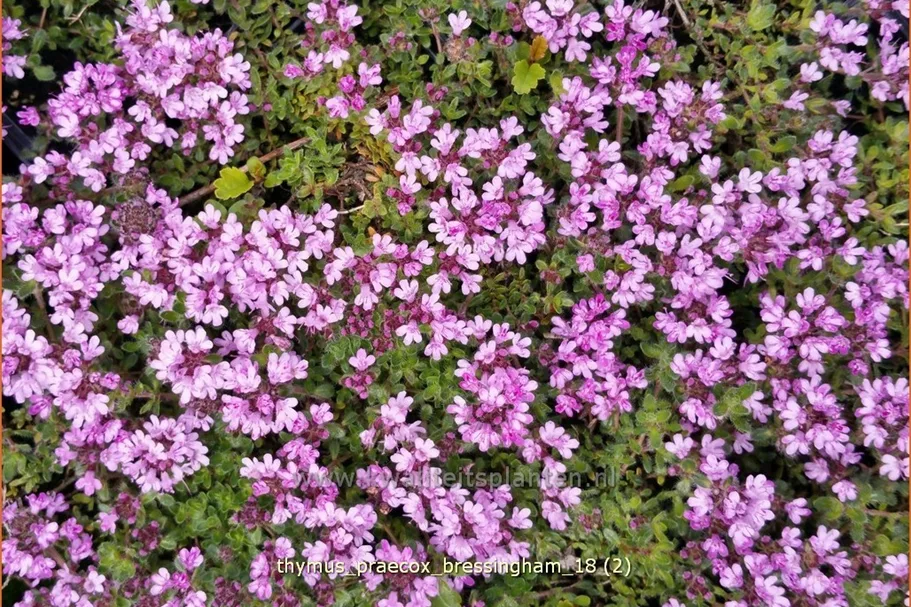 Thymus praecox 'Bressingham'