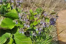 Trachystemon orientalis