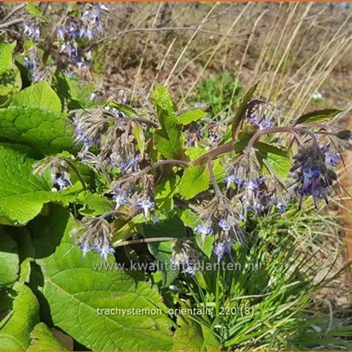 Trachystemon orientalis