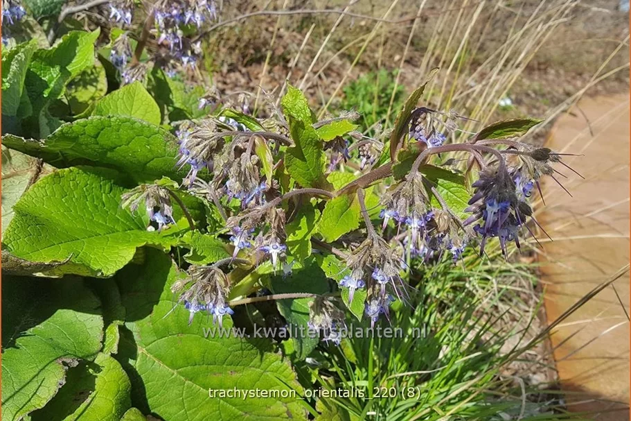 Trachystemon orientalis