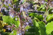 Trachystemon orientalis