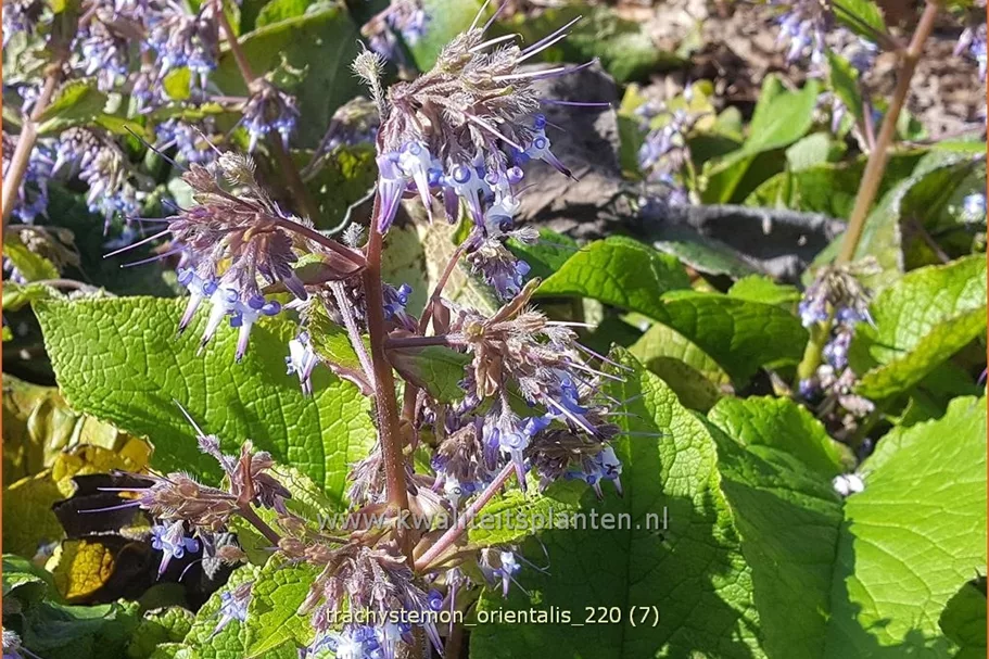 Trachystemon orientalis