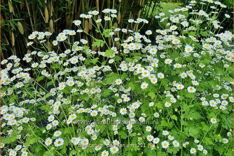 Tanacetum parthenium