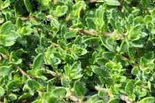 Thymus praecox 'Bressingham'