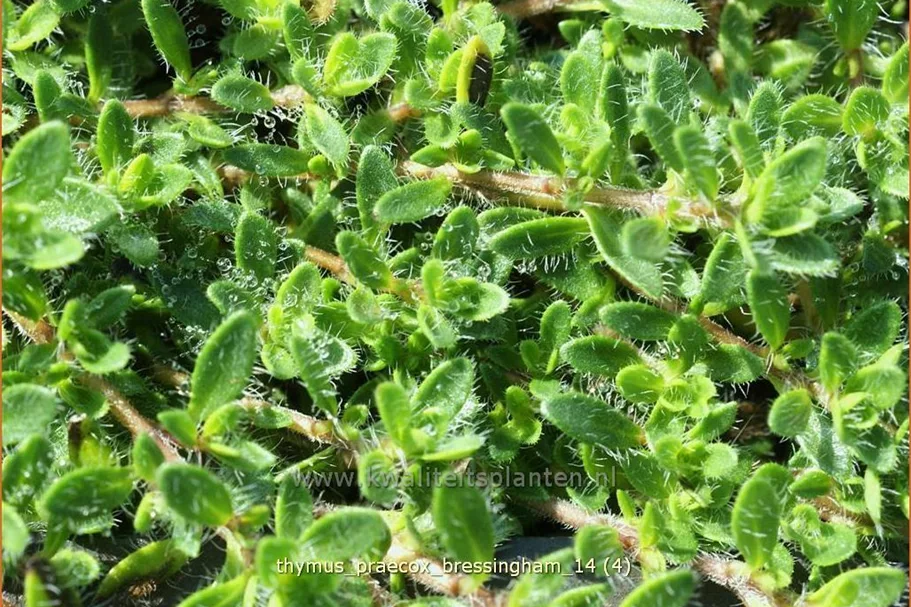 Thymus praecox 'Bressingham'