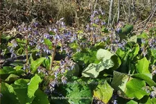 Trachystemon orientalis