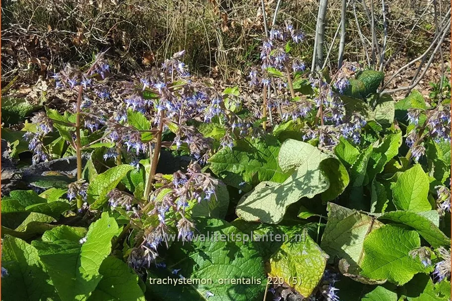 Trachystemon orientalis