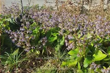 Trachystemon orientalis