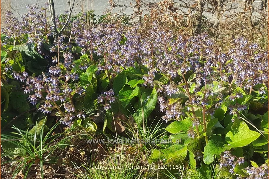 Trachystemon orientalis
