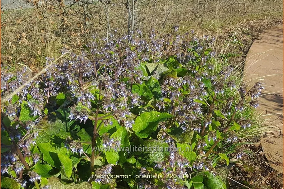 Trachystemon orientalis