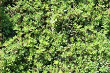 Thymus praecox 'Bressingham'