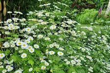 Tanacetum parthenium