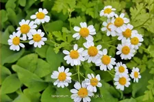 Tanacetum parthenium