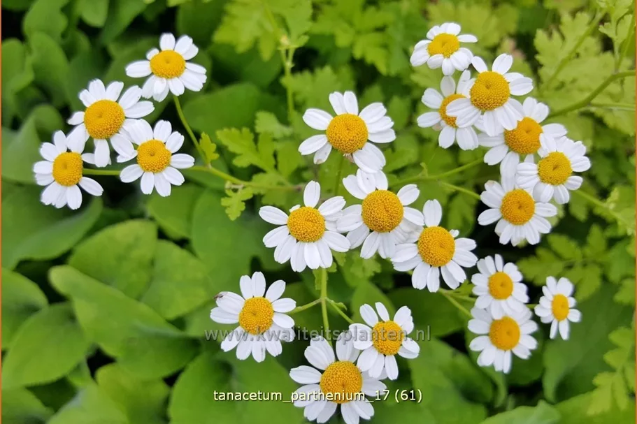 Tanacetum parthenium