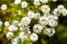 Tanacetum parthenium