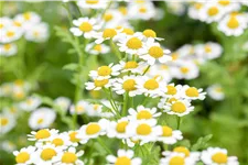 Tanacetum parthenium